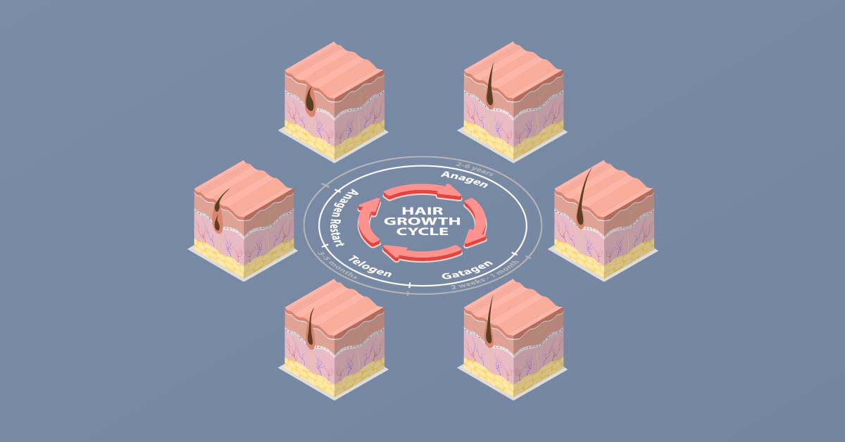 ghk-cu anagen phase hair cycle Understanding Your Hair Growth Cycle: Exploring the Three Stages main image 0